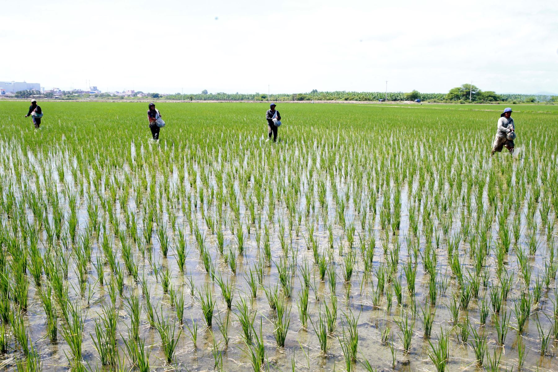 Firman convenio para fortalecer producción de arroz