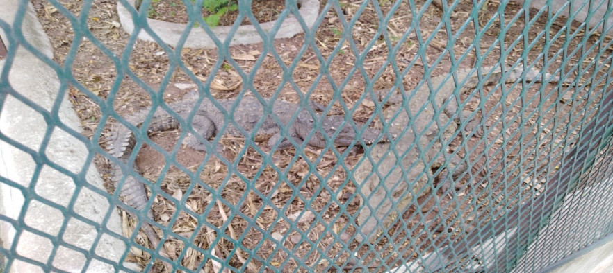 UNAH es el hogar de dos cocodrilos rescatados