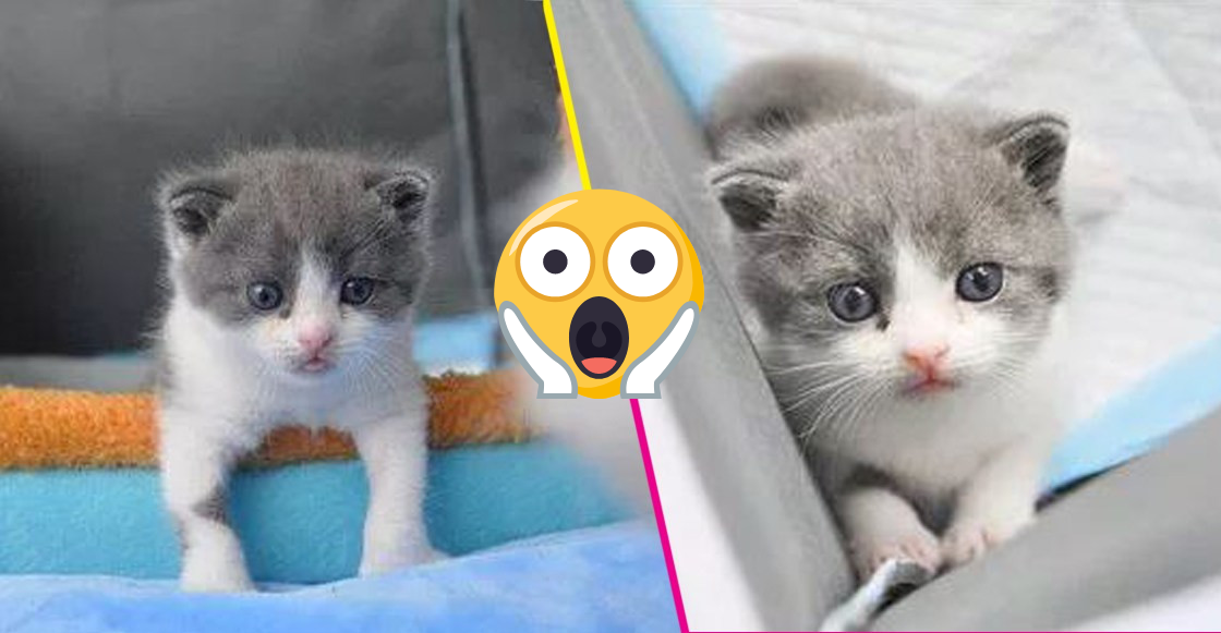 ¡Increíble! Garlic, el primer gato clonado en China