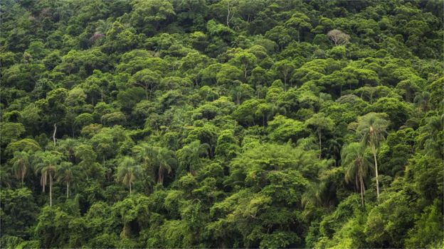 Incendios en el Amazonas: 5 datos que explican qué está en riesgo