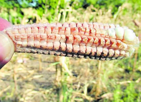 Imagen de Severas pérdidas deja sequía en Honduras