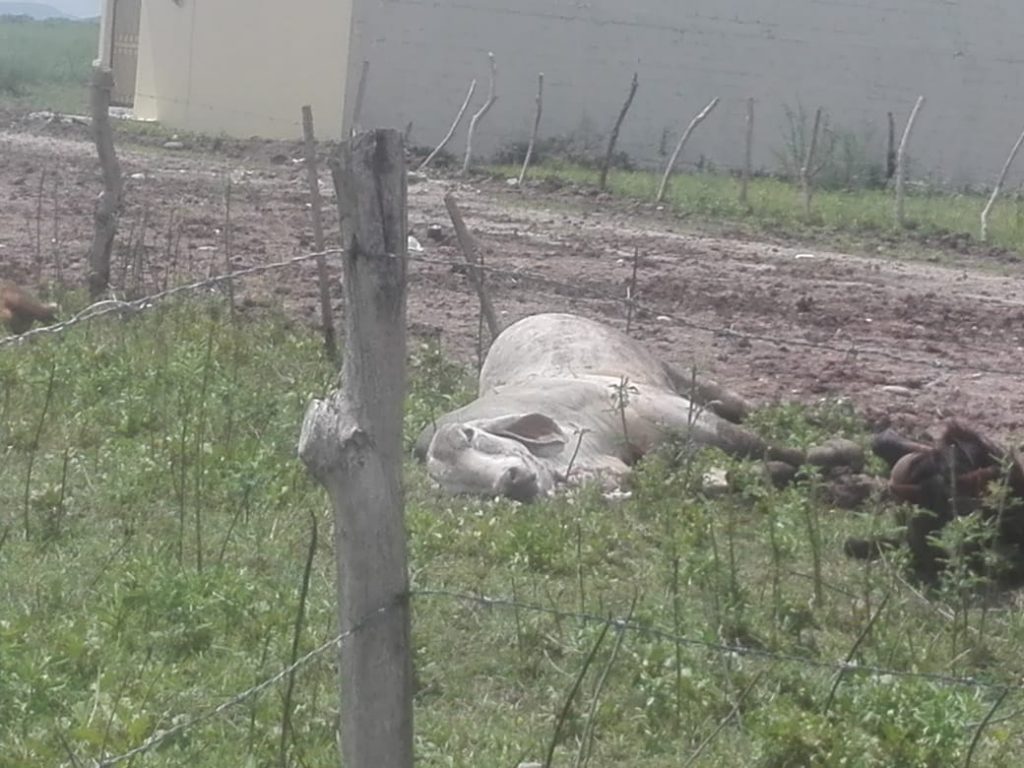 Mueren semovientes en la zona Sur de Honduras 