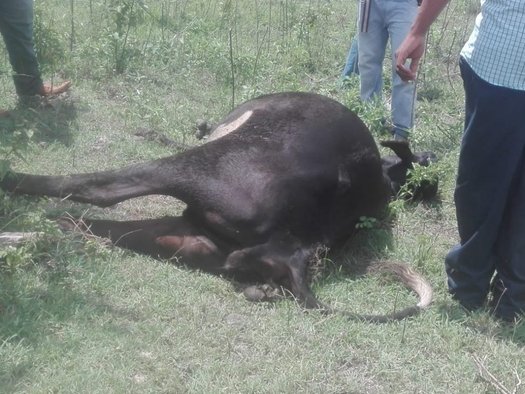 Mueren semovientes en la zona Sur de Honduras 