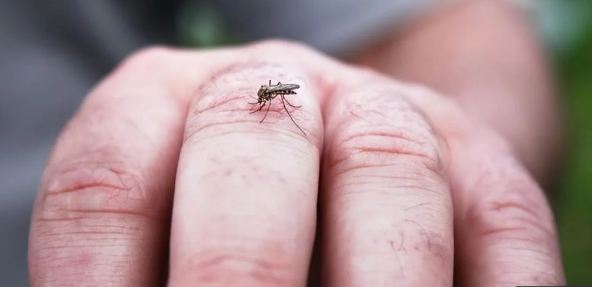 Declaran alerta epidemiológica por dengue en Latinoamérica y el Caribe