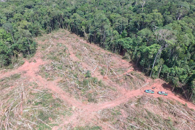 Honduras gime por la  destrucción del bosque