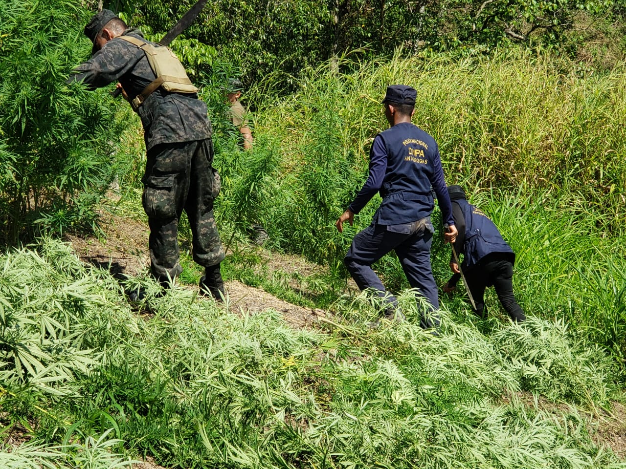 Encuentran diez mil plantas de supuesta marihuana en Tocoa, Colón