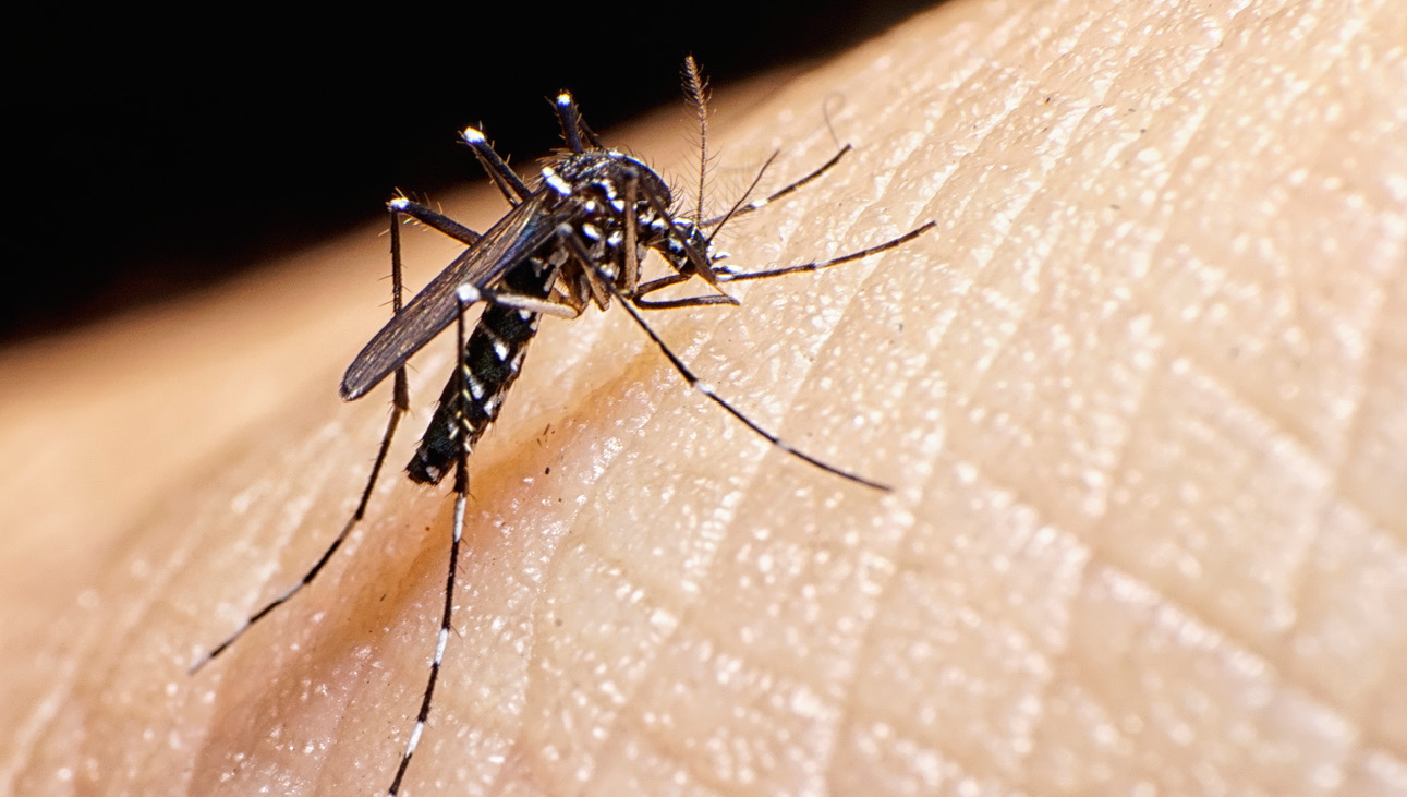 Casos de dengue siguen a la baja