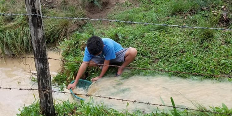 El cielo nos bendice con lluvia de peces en zona yoreña
