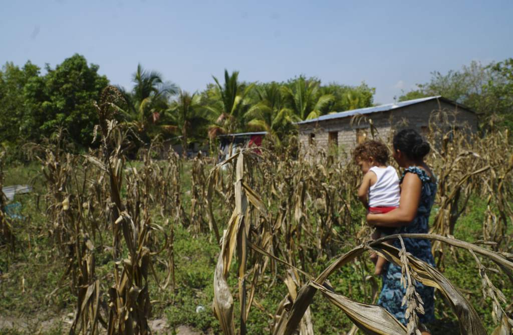 Si no llueve en próximo trimestre: pérdidas del sector productivo  ocasionará carestía y hambruna