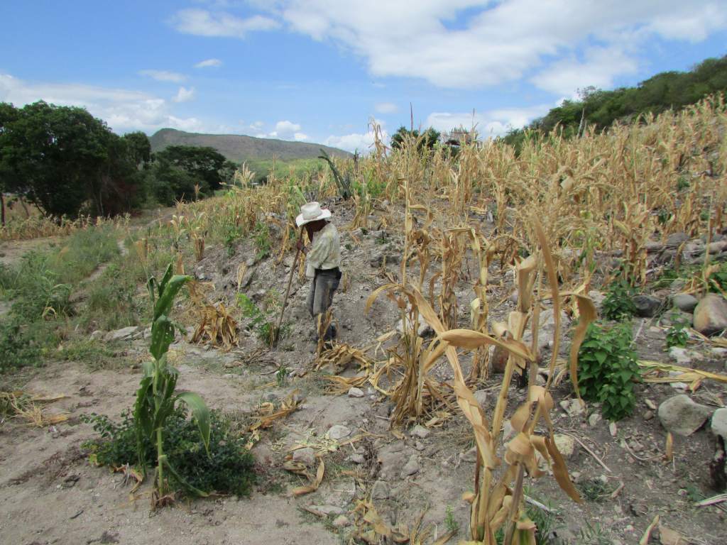 Pobladores construirán pozos para combatir la sequía