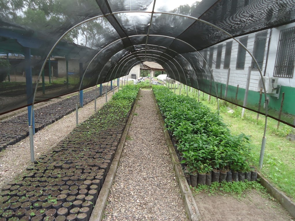 ICF entrega a productores en Lempira 40 mil plantas para labores de reforestación