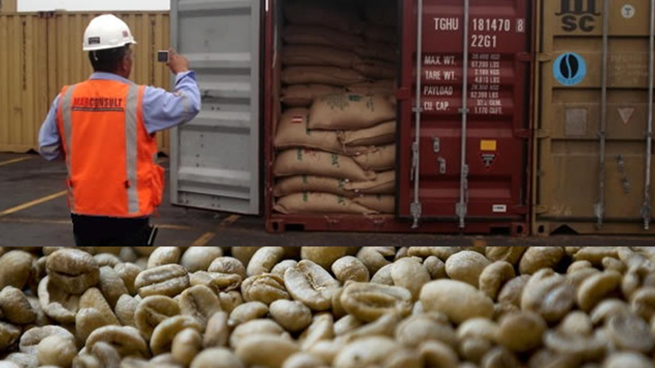 Disminuyen las exportaciones del café hondureño