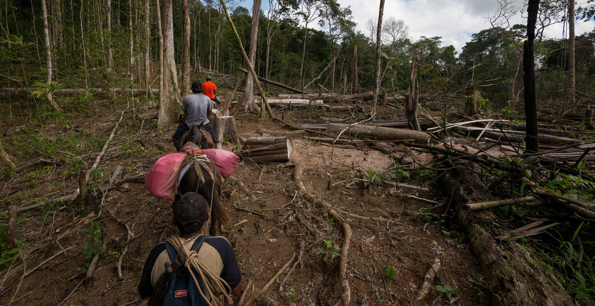 Solamente la tercera parte de las reservas naturales cuentan con planes de manejo