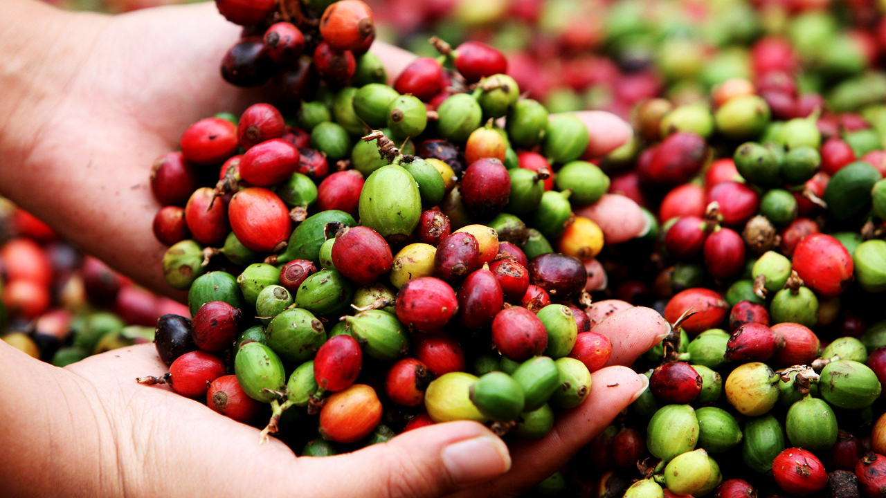 Menores ventas de café y banano elevan déficit comercial de Honduras