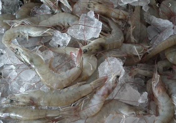 Imagen de cuerpo de nota