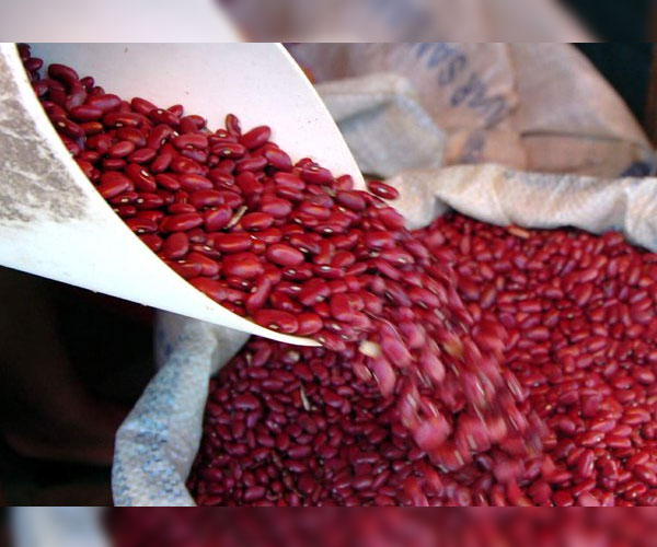 ¡Lamentable! Honduras no esta registrando producción de frijol