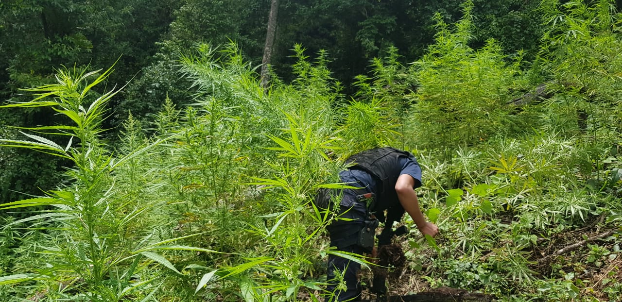 Encuentran unas 15 mil plantas de supuesta marihuana en Trojes, El Paraíso