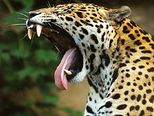 Con cámaras vigilan especies de animales en peligro de extinción