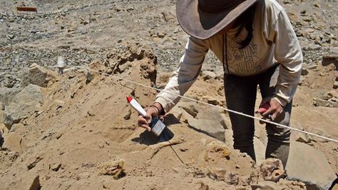 Encuentran en Perú los restos de un perro de hace más de 1.000 años