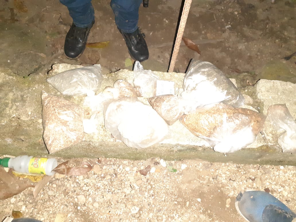 Vídeo: Localizan plantación de marihuana y bolsistas conteniendo semillas de la hierba