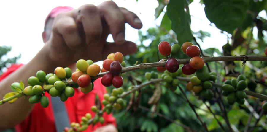 Pronósticos sombríos: En un millón de quintales caerá producción de café en ciclo 2019-2020