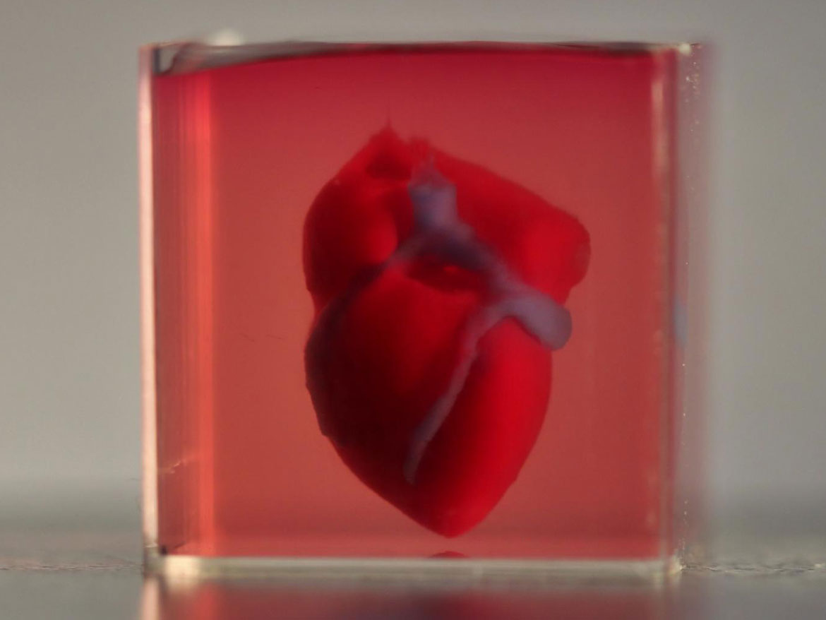 Palpita corazón impreso en 3D
