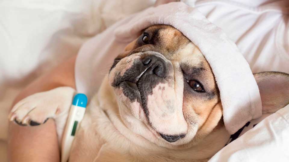 ¿Qué medicamentos pueden causarle la muerte a tu perro?