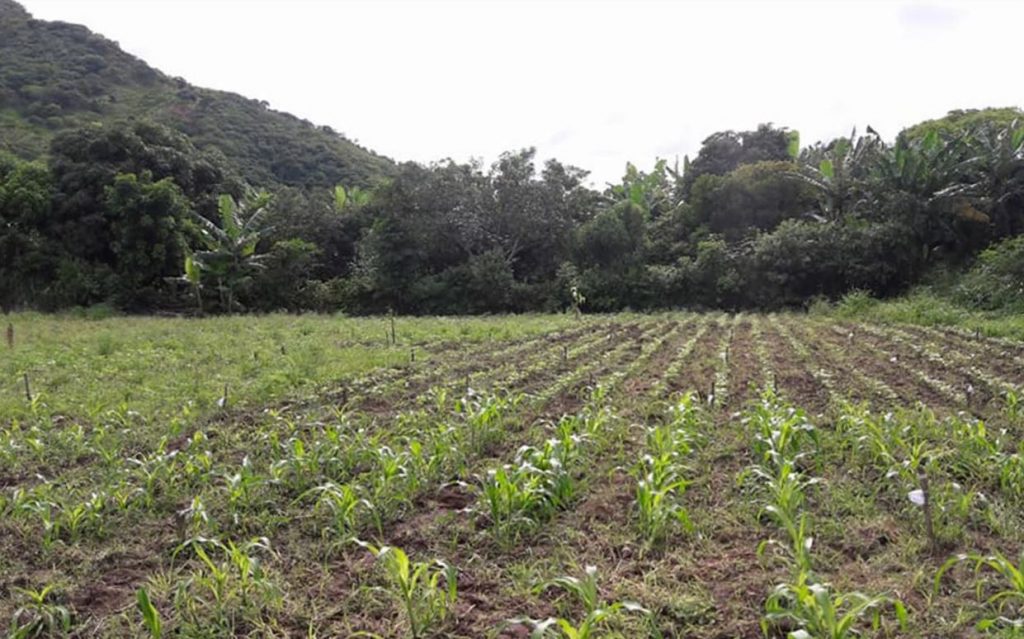 Imagen de cuerpo de nota