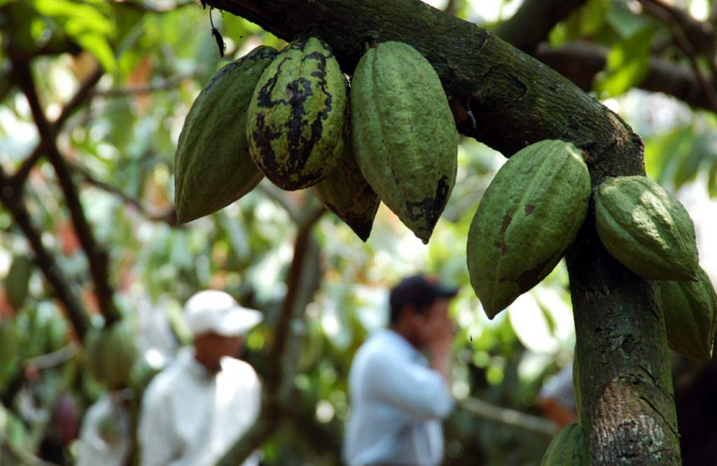 En 7% caerá volumen de exportaciones hondureñas