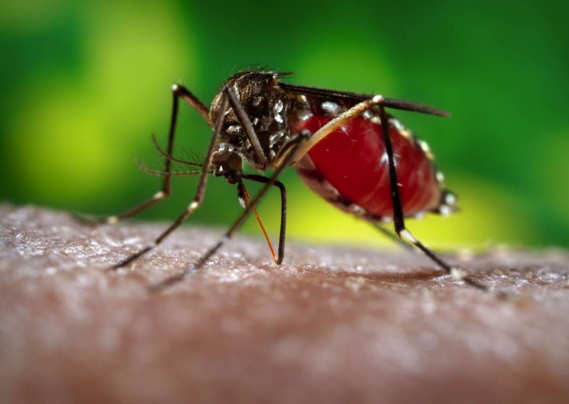 Más de 101 mil 100 casos de dengue se contabilizan en Honduras