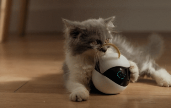 Ebo, el robot mascota creado para entretener a los gatos