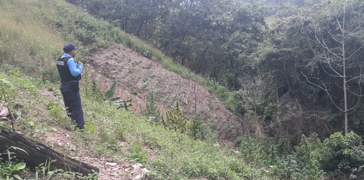 Encuentran seis mil plantas de supuesta marihuana en Francisco Morazán