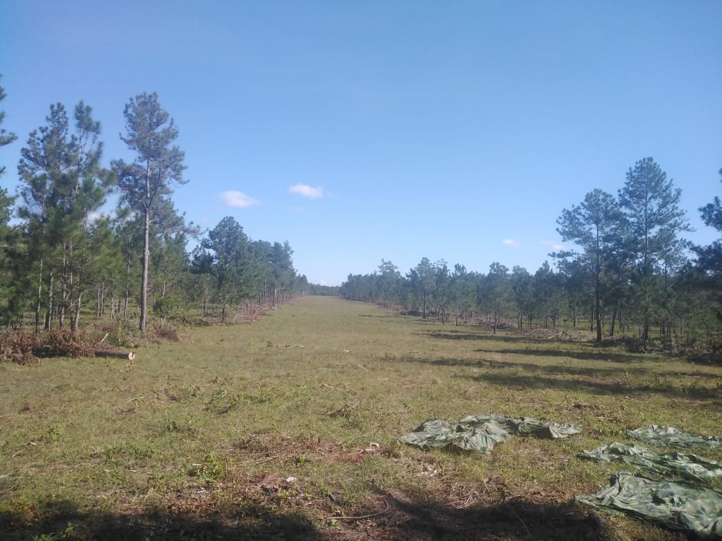 Inhabilitan área clandestina en el departamento de Olancho