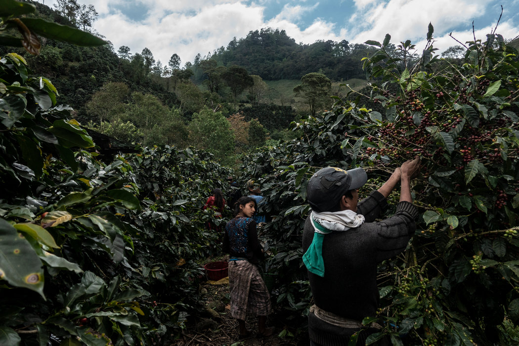 A $105 sube precio del quintal de café