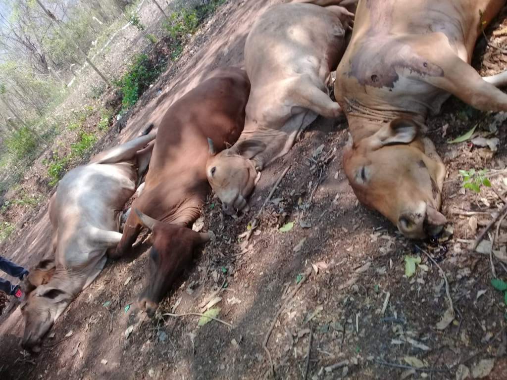 Descartada la mortalidad de ganado bovino en Santa Bárbara