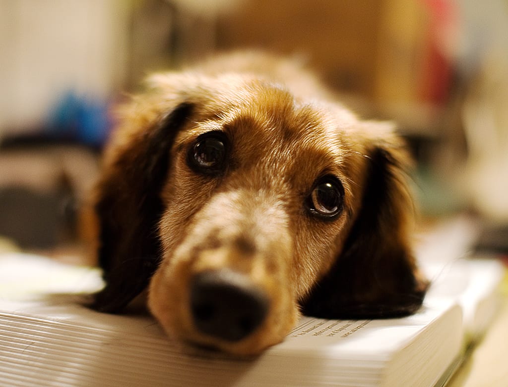 Los perros detectan la tristeza de su dueño y tratan de eliminarla, según científicos