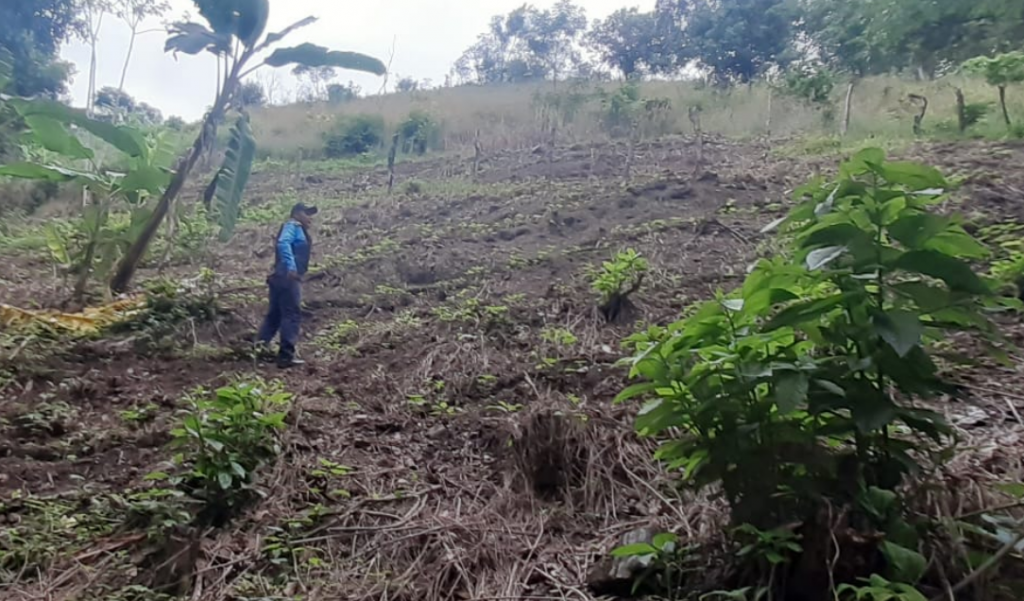 Plantación de marihuana 