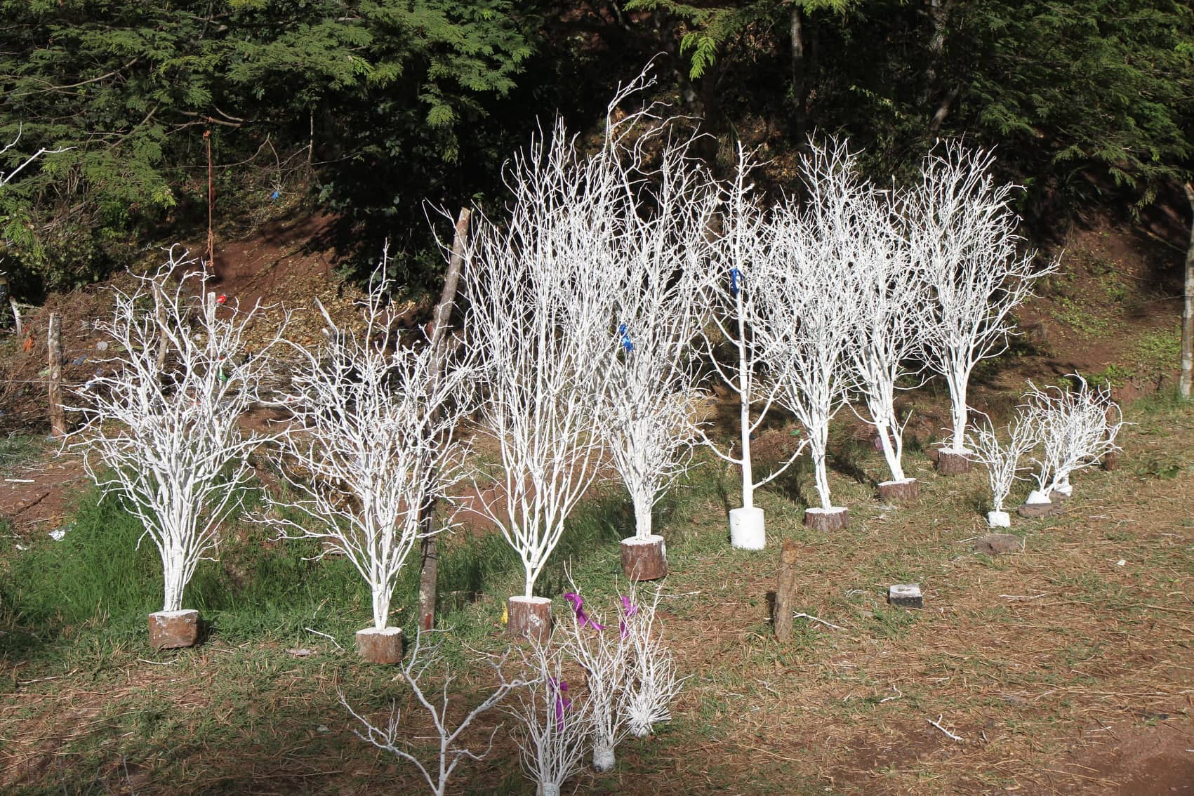 ¡Tradición que sobrevive! Familia hondureña elabora árboles de chiribiscas