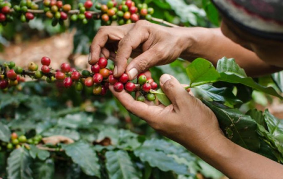 En un 10% bajan las exportaciones de café en la temporada 2019-2020