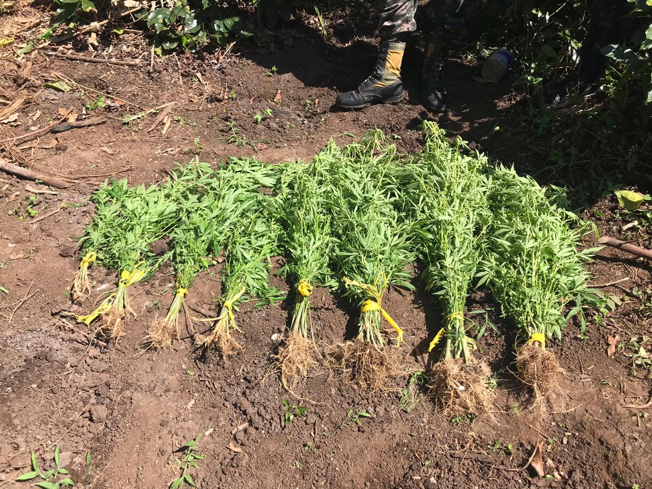 Desmantelan plantación de supuesta marihuana, en Ocotepeque