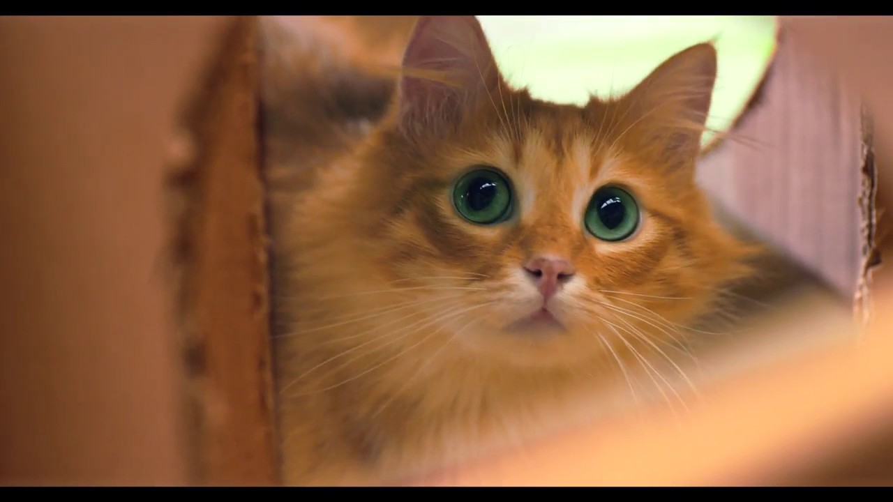 El mundo visto como lo ven los animales