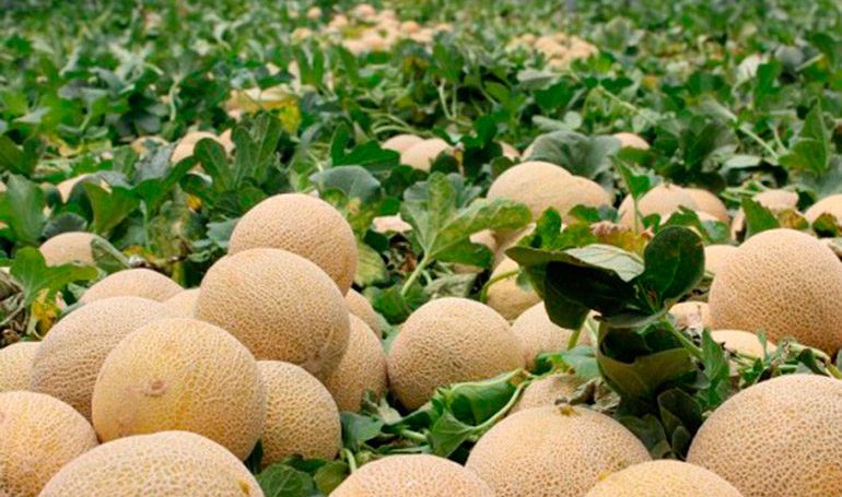 Más de 111 millones de dólares incrementan las exportaciones de melón en Honduras