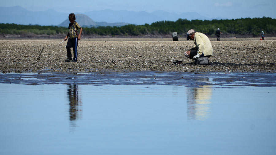 ¡Alarma! Parásito ataca a los moluscos, crustáceos y bivalvos en el Golfo de Fonseca