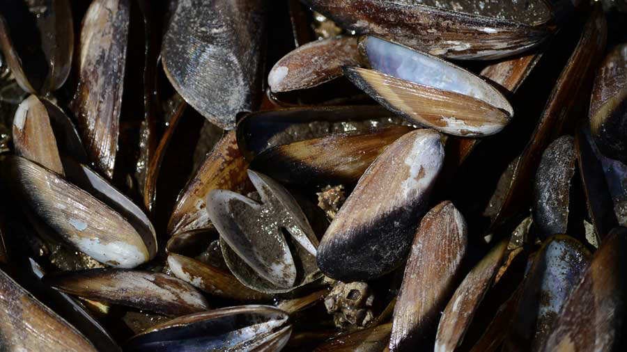 Verifican causa de muerte de moluscos en el Golfo de Fonseca