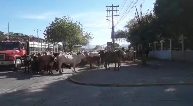 ¡Inusual protesta! Productores sacan a la calle a su ganado en Choluteca para exigir justicia contra invasores