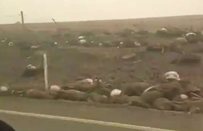 Animales muertos en Australia.