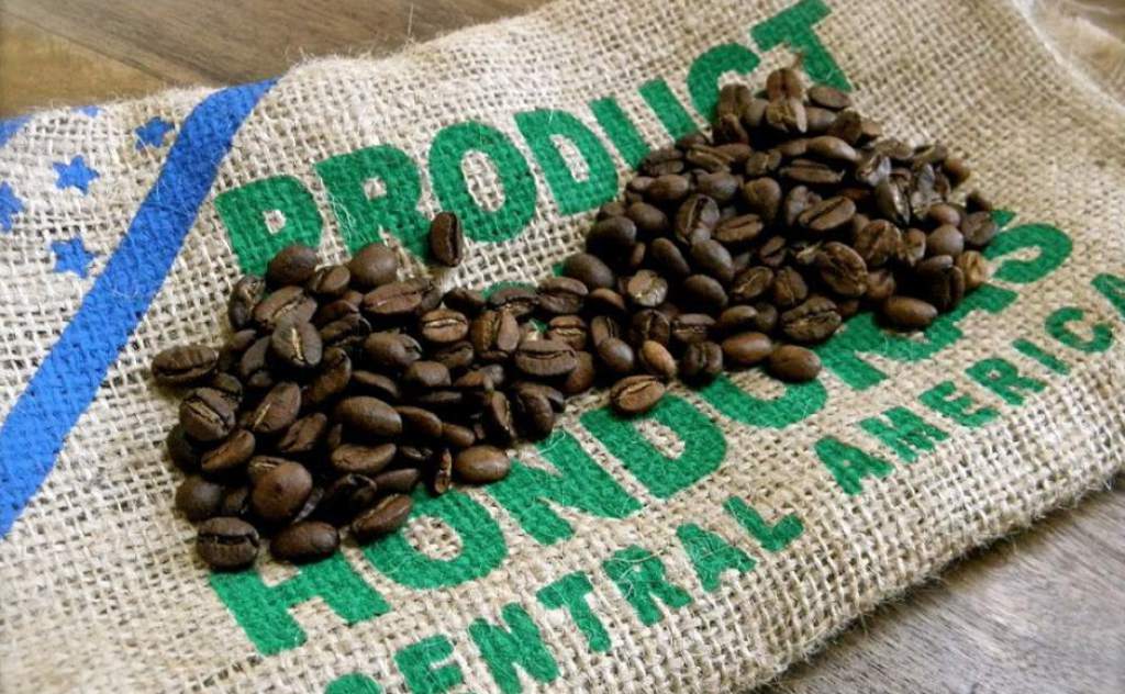 Exportaciones de café hondureño suben 13 % y suman 101.2 millones de dólares