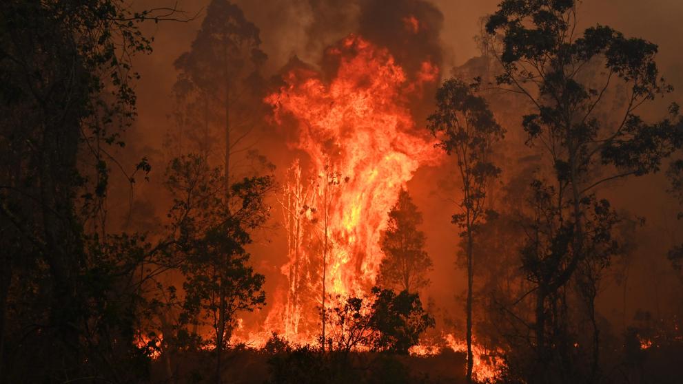 Impactantes imágenes de los animales víctimas de los incendios de Australia
