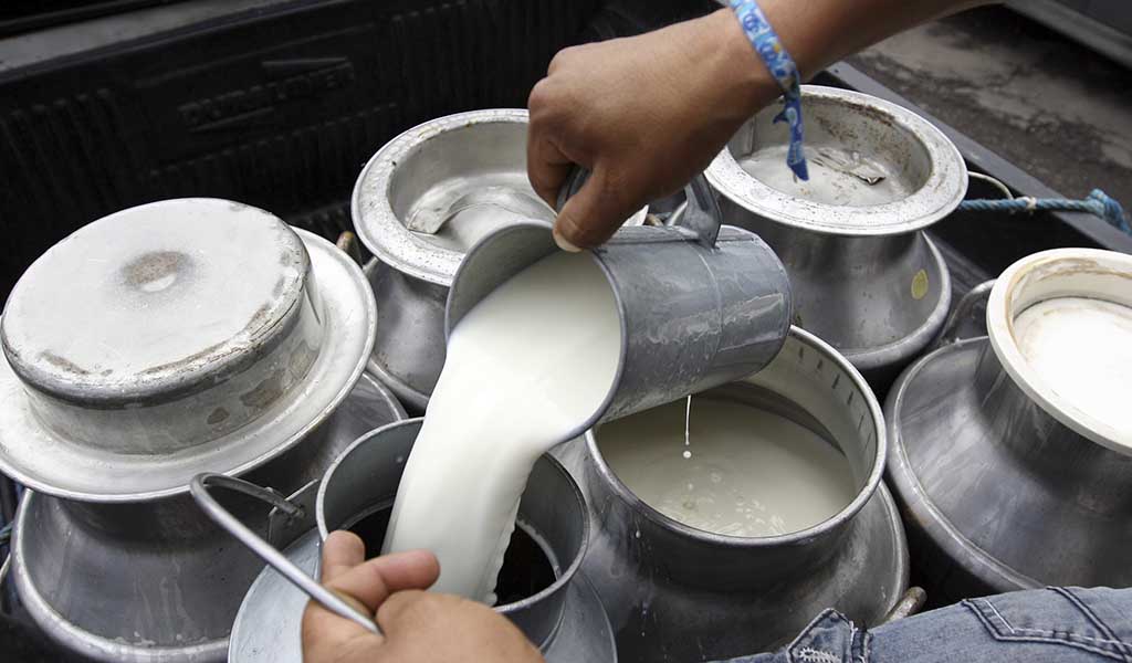De 1.4 millones de litros diarios será la producción de leche este año