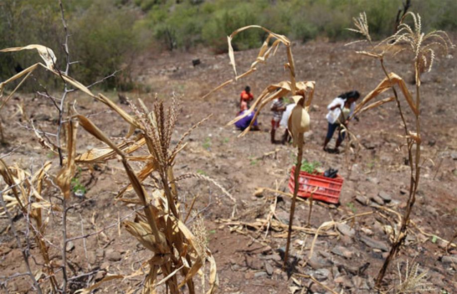 ¿Qué planes se adoptarán por el Programa Mundial de Alimentos ante la crisis de sequía en Honduras?